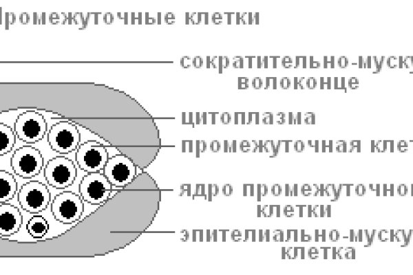 Kraken network